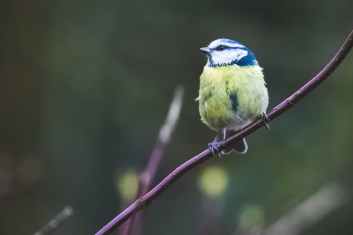 bird perched on plant